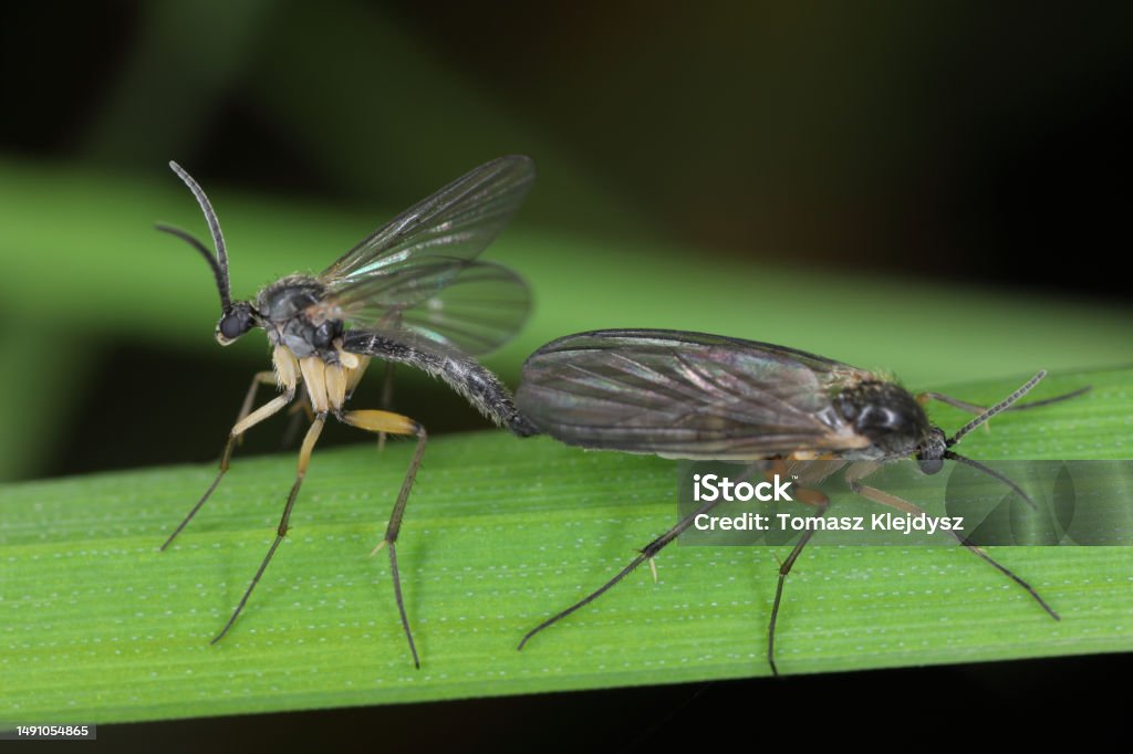 Dark-winged fungus gnat (Sciaridae sp), fauna of the soil, insects in the process of copulating, meeting. Agricultural Machinery Stock Photo