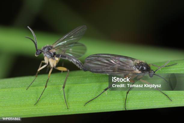 Darkwinged Fungus Gnat Fauna Of The Soil Insects In The Process Of Copulating Meeting Stock Photo - Download Image Now