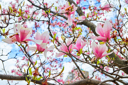 Image of White and pink large flowers covering trees