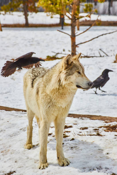 White wolf in snow at park with black crows