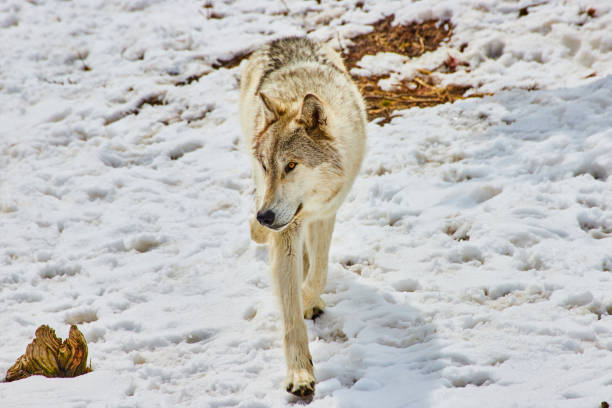 Image of White wolf walking through snow covered in paw prints
