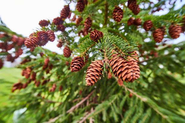 Image of Wide view detail of pinecones on pine tree