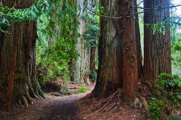 istock Winding path goes around large Redwood trees in California 1491055620