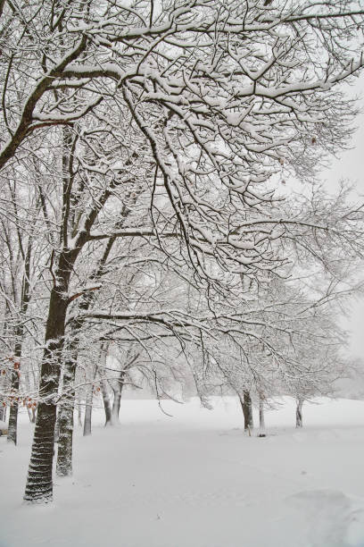 istock Winter storm row of trees covered in thick snow 1491055697