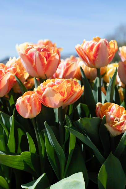 istock Close up Colorful Tulip Flowers 1491055725