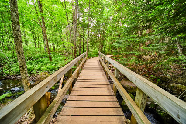 istock Wood boardwalk walking bridge over creek in woods 1491055741