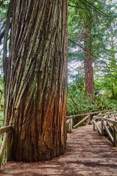 istock Wooden walking bridge has large Redwood tree cut into it 1491055770
