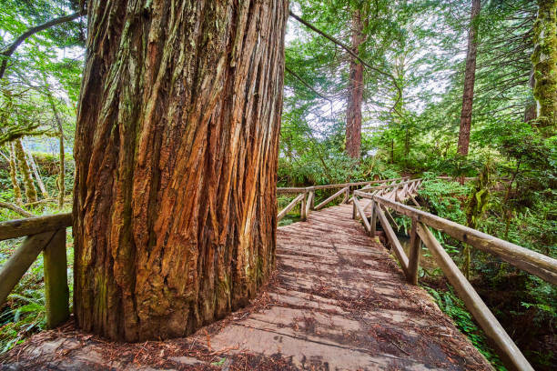 istock Wooden walking bridge with hole cut out for ancient Redwood tree 1491055775