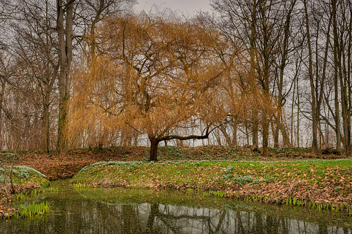 A large willow stands by a small pond. The autumn colors make the tree shine golden yellow.
