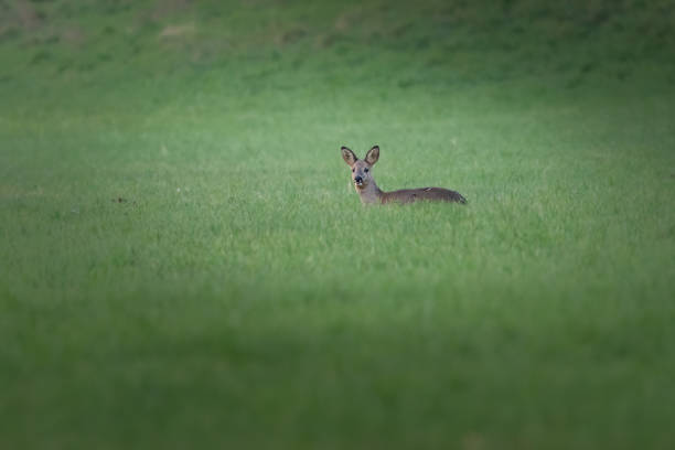 istock A young deer grazing in tall green grass. 1491056096