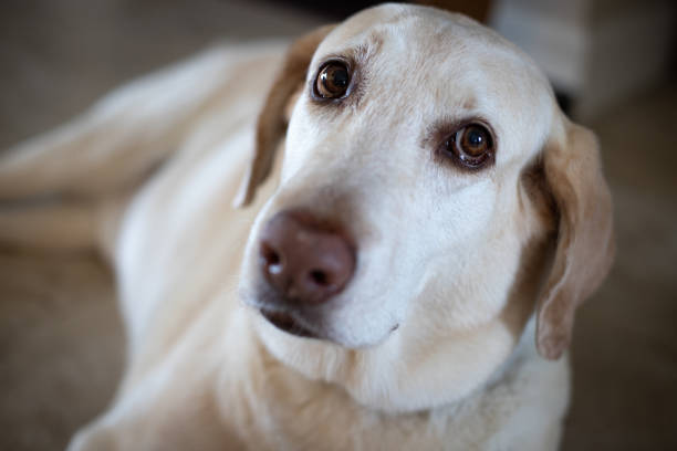 istock adorable dog looking sadly. Labrador 1491056169