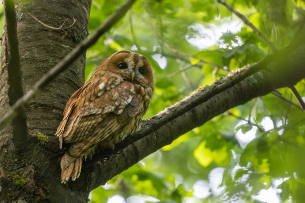 istock Female tawny owl (Strix aluco) 1491056507