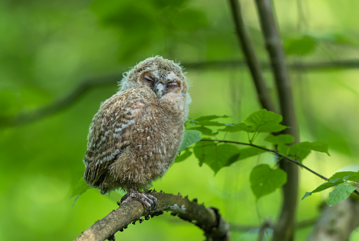 Cute tawny owl (Strix aluco) chick sleeping on a branch.