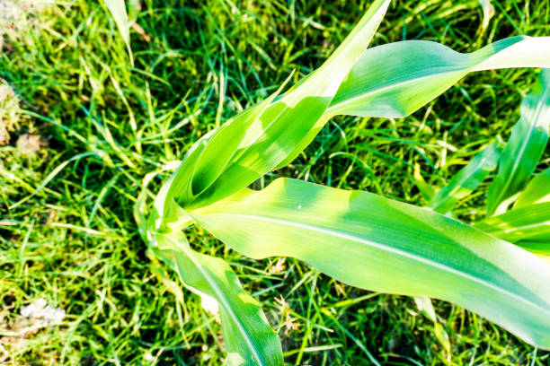 A single Cornt Plant isolated in field .A populer grain crop  that is used for cooking