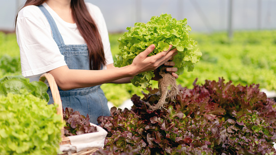 Woman smart farmer working and checking organic hydroponic vegetable quality in greenhouse plantation to management preparing export to sell.