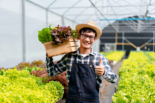 Young man smart farmer smiling working and bear basket on shoulder organic hydroponic vegetable to preparing export to sell.