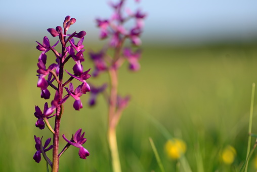 Spring wildflowers at Pre Noir field.