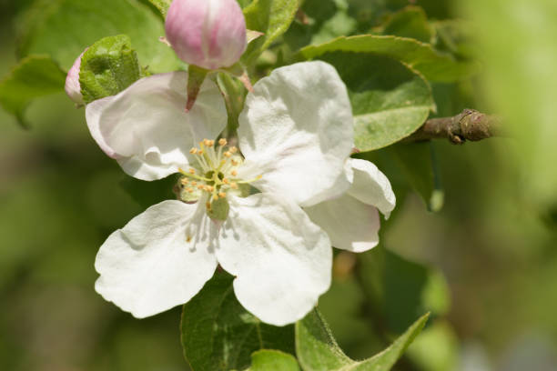 istock The apple tree in bloom. Apple blossom flowers in a spring orchard 1491060638