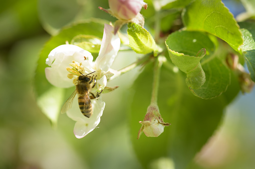 Honey bee collecting bee pollen from apple blossom. Apple blossom flowers in a spring orchard