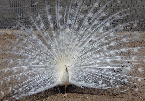A white peacock with a loose tail against the background of sandy soil in the rays of sunlight.
