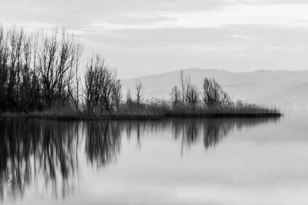 Perfectly symmetric trees reflections on a lake.