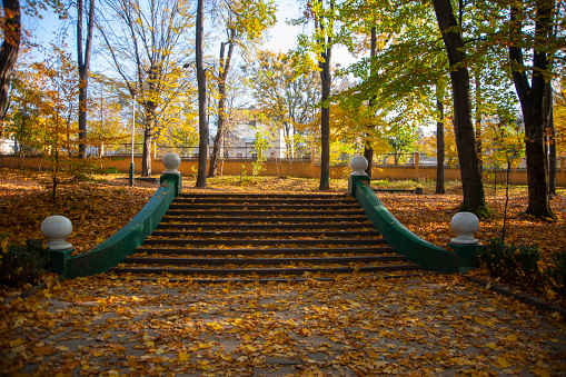 Steps with a lot of the yellow autumn leaves in the park.