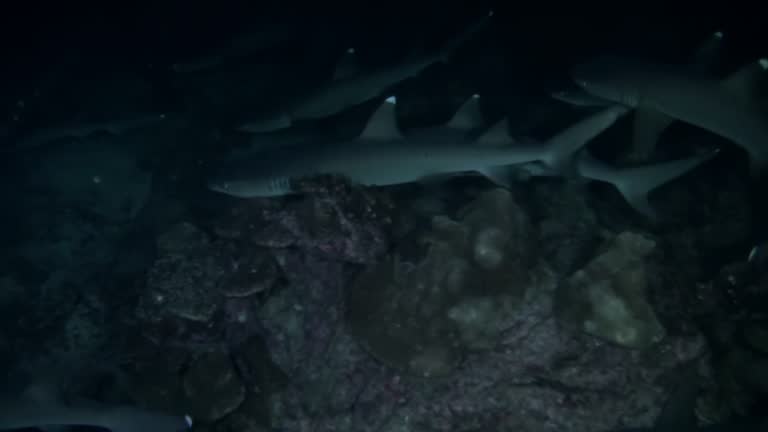 Watch pack of reef sharks hunting up close in waters of Isla del Coco.