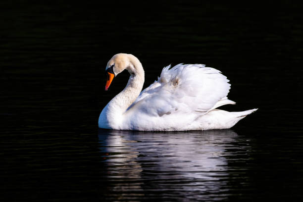 istock beautiful white swan floating on calm water 1491062203
