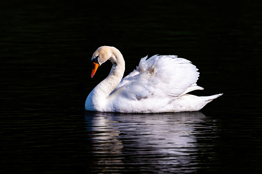 beautiful white swan floating on calm water lake