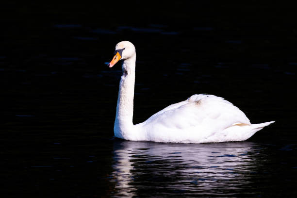 istock beautiful white swan floating on calm water 1491062232