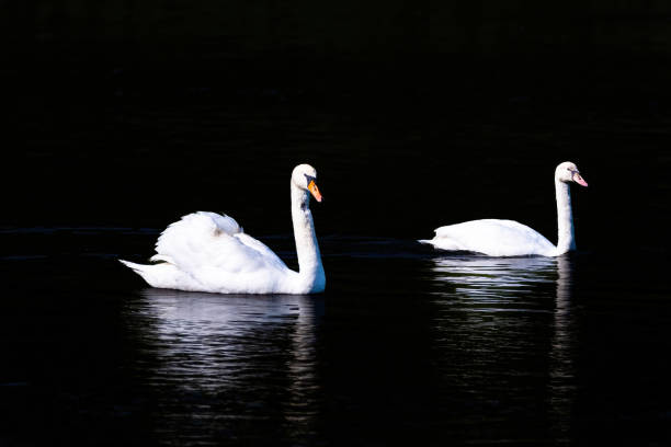 istock beautiful white swan floating on calm water 1491062237