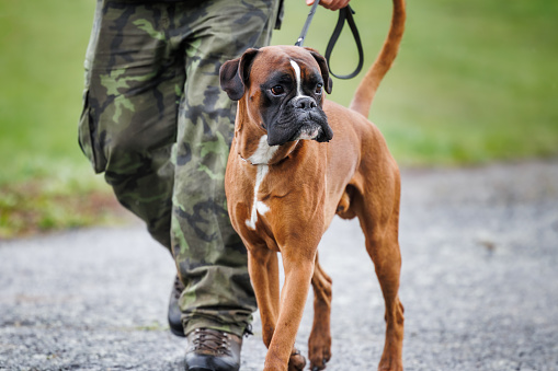 Boxer dog walking with his pet owner outdoors. Animal themes and active lifestyle