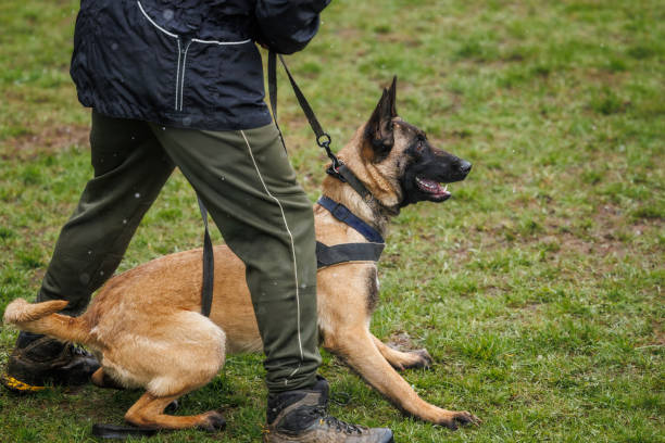 istock Animal trainer doing obedience training with his Belgian Malinois shepherd dog 1491063279