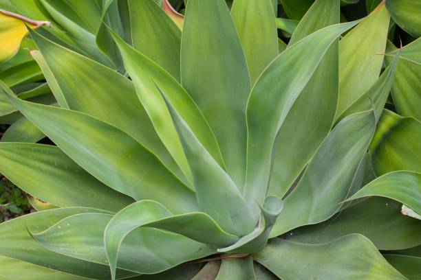 istock Foxtail agava, Agave attenuata 1491063617