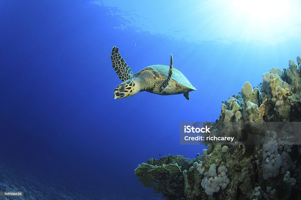 Tartaruga embricata e barriera corallina - Foto stock royalty-free di Acqua