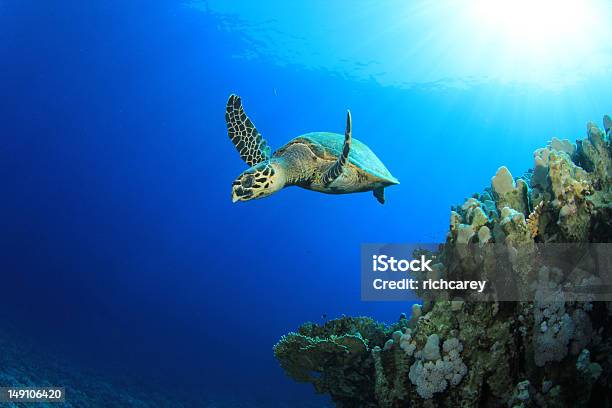 Foto de Tartarugadepente E Recifes De Coral e mais fotos de stock de Animal selvagem - Animal selvagem, Beleza natural - Natureza, Colorido