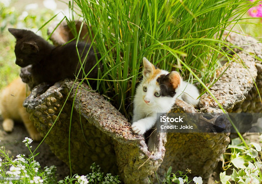 Gattini che giocano in giardino. - Foto stock royalty-free di Affascinante