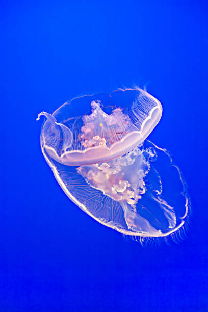 istock transparent jelly fish in the blue sea 1491066289