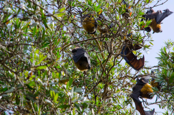 istock Bats sleeping upside down on the bunch of trees. 1491066386