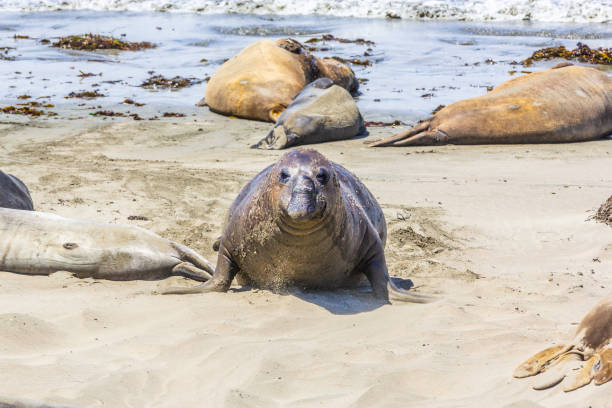 istock Sealion at the beach in San Simeon 1491066422