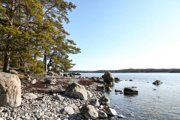 istock Pine tree forest areal Sweden cliff Baltic sea view in Sweden. 1491066871