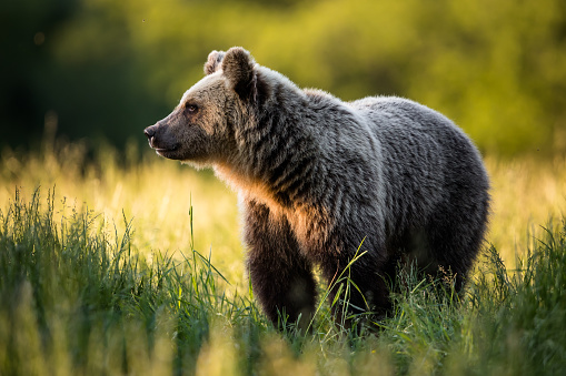 Large Carpathian brown bear portrait. wild animal in natural habitat, springtime.