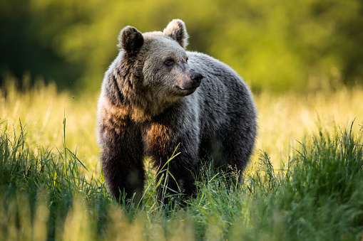 Large Carpathian brown bear portrait. wild animal in natural habitat, springtime.