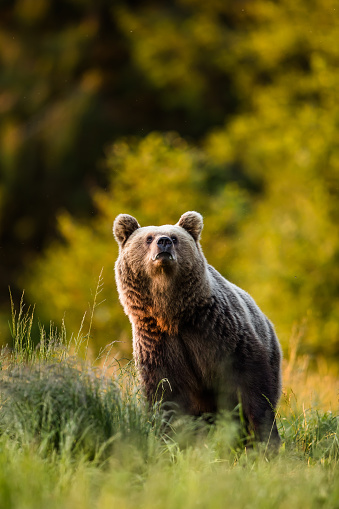 Large Carpathian brown bear portrait. wild animal in natural habitat, springtime, vertical picture.