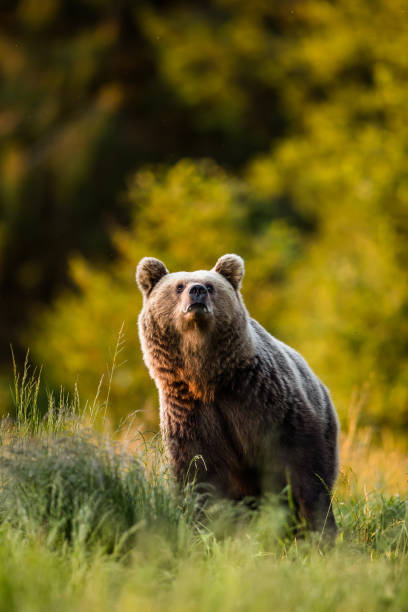 Cтоковое фото Европейский бурый медведь (Ursus arctos)