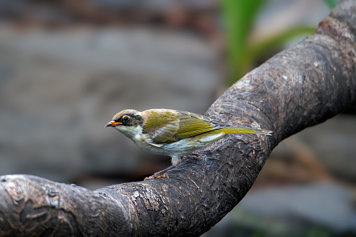 Juvenile white-naped honeyeater  perched on a branch