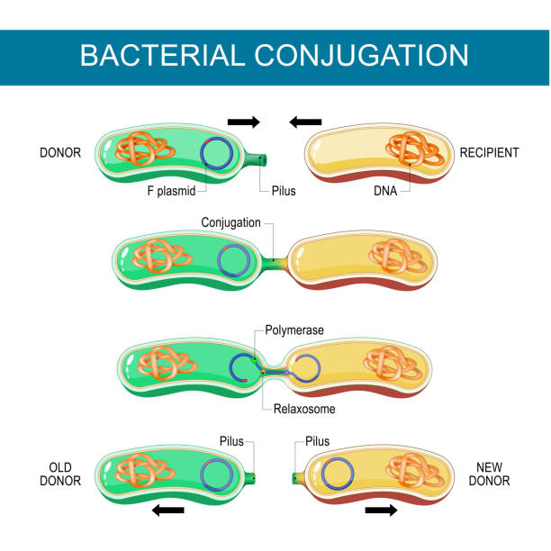 Bacterial Conjugation. Horizontal gene transfer Bacterial Conjugation. Horizontal gene transfer. Reproduction in bacteria, Plasmid transformation. Transfer of DNA via a plasmid from a donor to a recombinant recipient during cell-to-cell contact. Microbial Genetics and antibiotic resistance. Vector poster. illustration for education plasmids stock illustrations