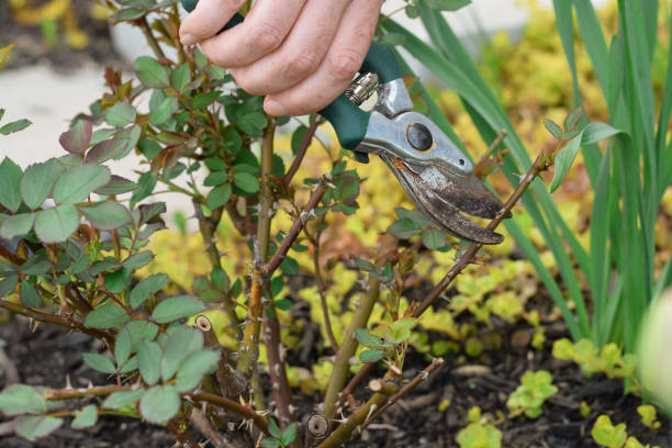 istock Woman prunning roses with a rusty garden shears 1491068954