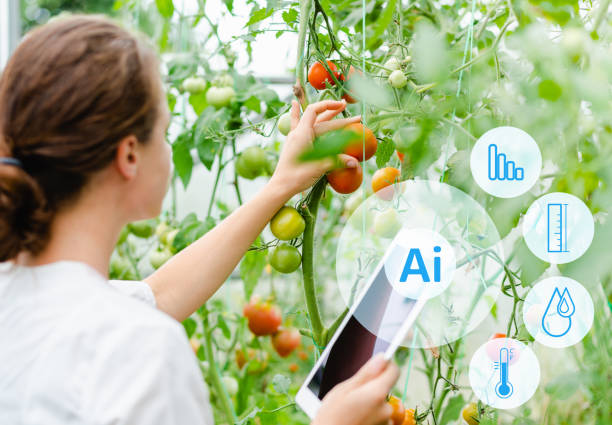 istock agricultural scientist woman using digital tablet and Ai technology in tomatoes greenhouse, examining vegetables with artificial intelligence. 1491069662