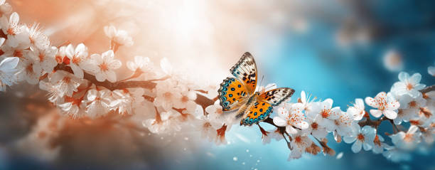 Branch of flowering cherry tree with butterfly on blue and pink spring light background. .